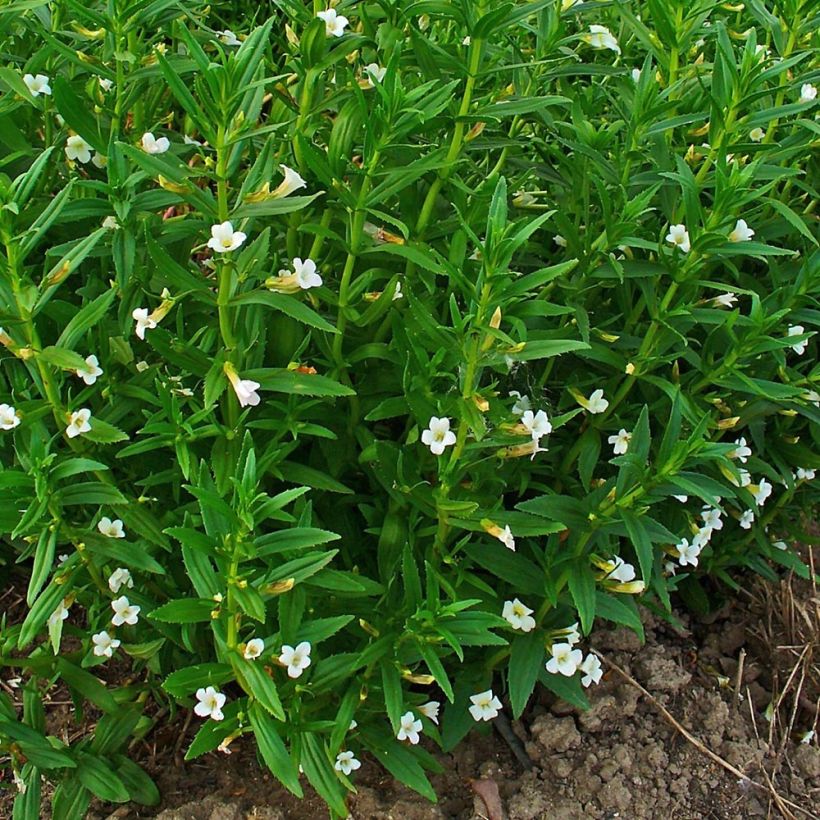Gratiola officinalis (Plant habit)