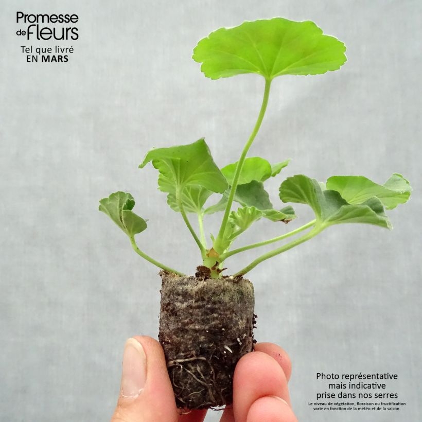 Pelargonium Flic Flac Red Nova Plug plant 3/4cm sample as delivered in spring