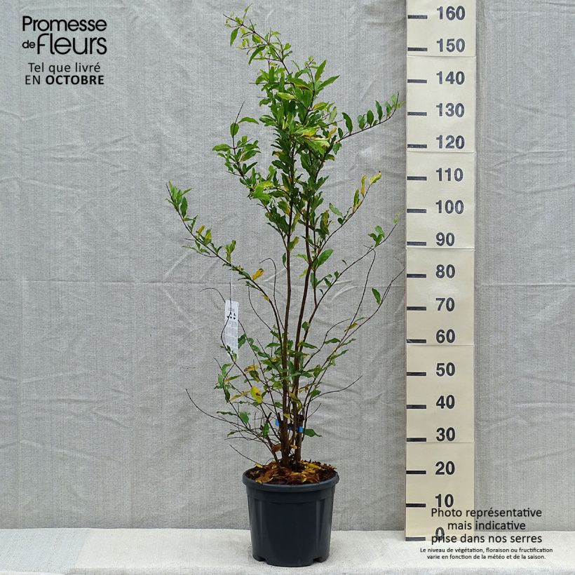 Punica granatum Malisi - Pomegranate 7.5L/10L pot, Half standard sample as delivered in autumn