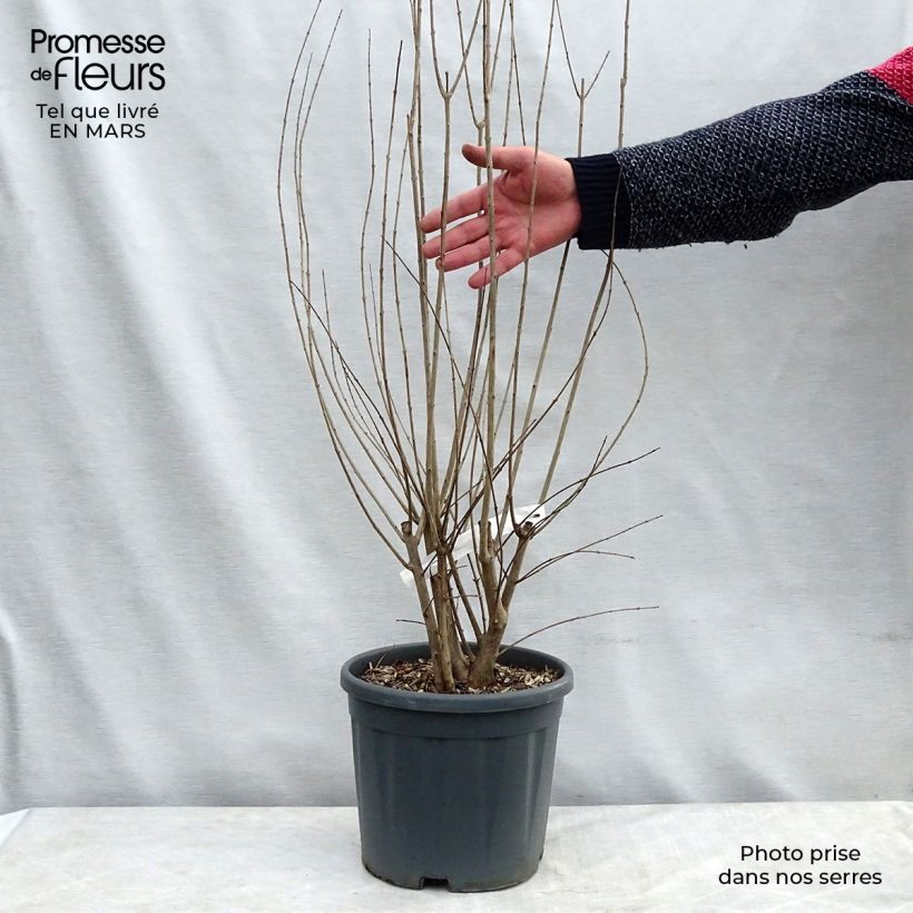 Punica granatum California Sunset - Pomegranate 7.5L/10L pot sample as delivered in spring