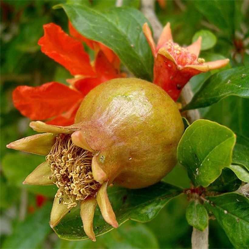 Punica granatum - Pomegranate (Harvest)