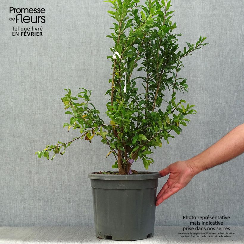 Punica granatum Black Fruit - Pomegranate 7.5L/10L pot, Bush sample as delivered in autumn