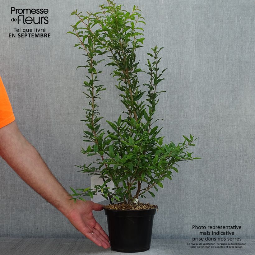 Punica granatum Dente di leone - Pomegranate 1.5L/2L pot, Clump sample as delivered in summer