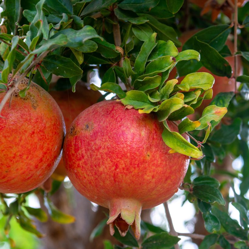 Punica granatum Dente di leone - Pomegranate (Harvest)