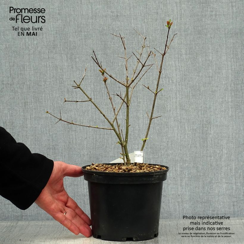 Punica granatum Fina Tendral - Pomegranate sample as delivered in spring