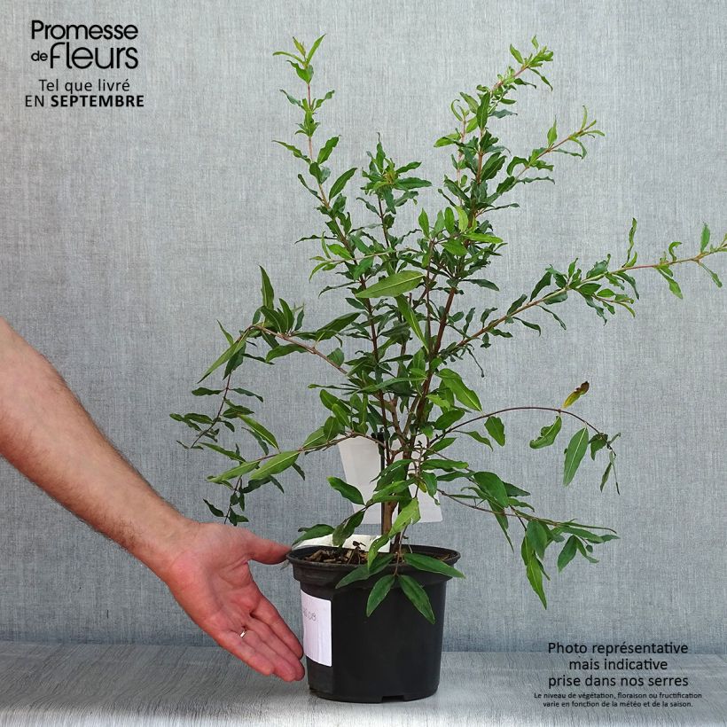 Punica granatum Mollar de Elche - Pomegranate 1.5L/2L pot, Clump sample as delivered in summer
