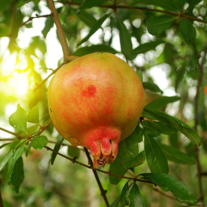 Punica granatum Mollar de Elche - Pomegranate (Flowering)