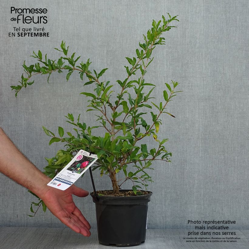 Punica granatum Provence - Pomegranate 1.5L/2L pot, Clump sample as delivered in summer