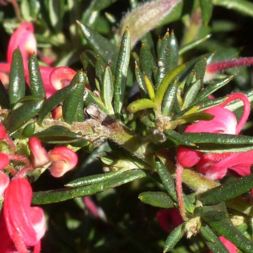 Grevillea Poorinda Rondeau (Foliage)