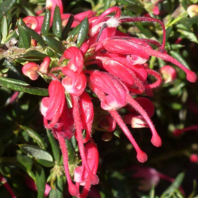 Grevillea Poorinda Rondeau (Flowering)