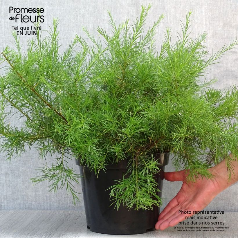 Grevillea gracilis Alba 7.5L/10L pot sample as delivered in summer