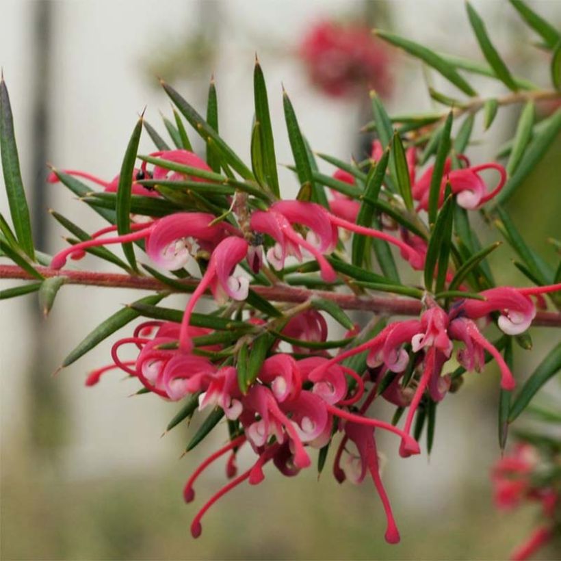 Grevillea gracilis Clearview David (Flowering)