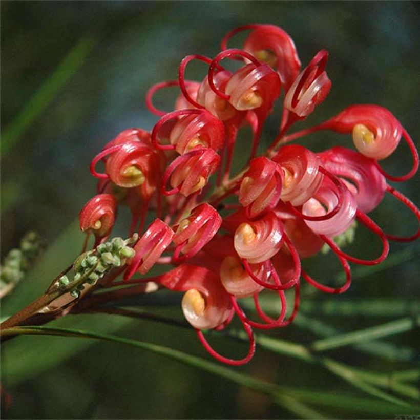 Grevillea johnsonii (Flowering)