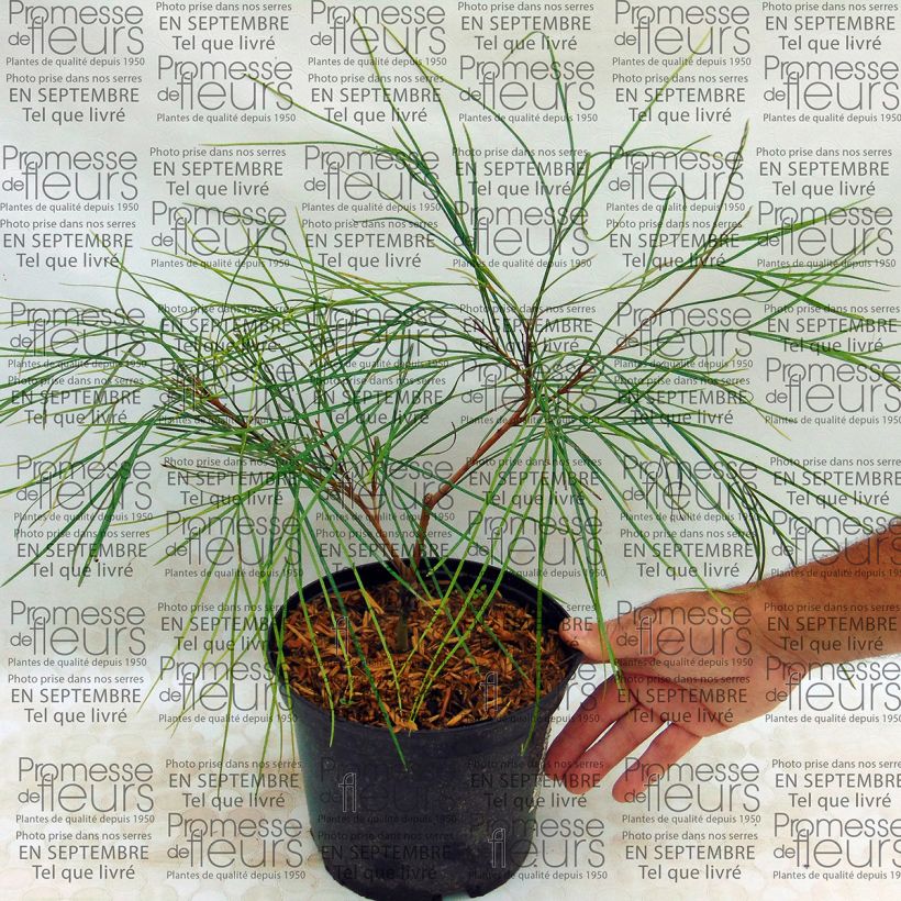 Example of Grevillea johnsonii 2L/3L pot specimen as delivered