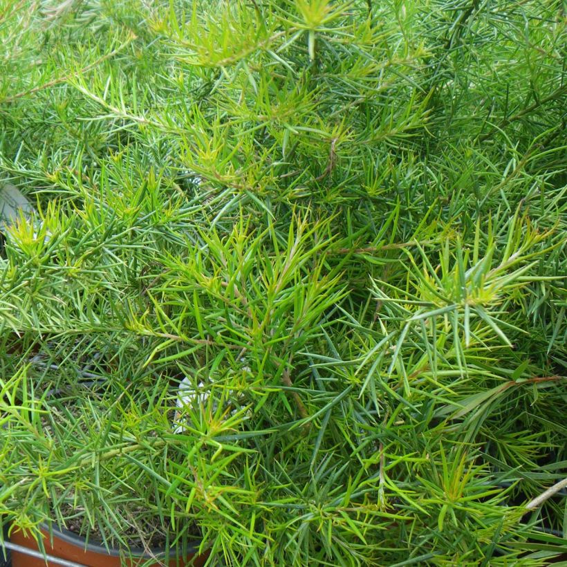 Grevillea Canberra Gem (Foliage)