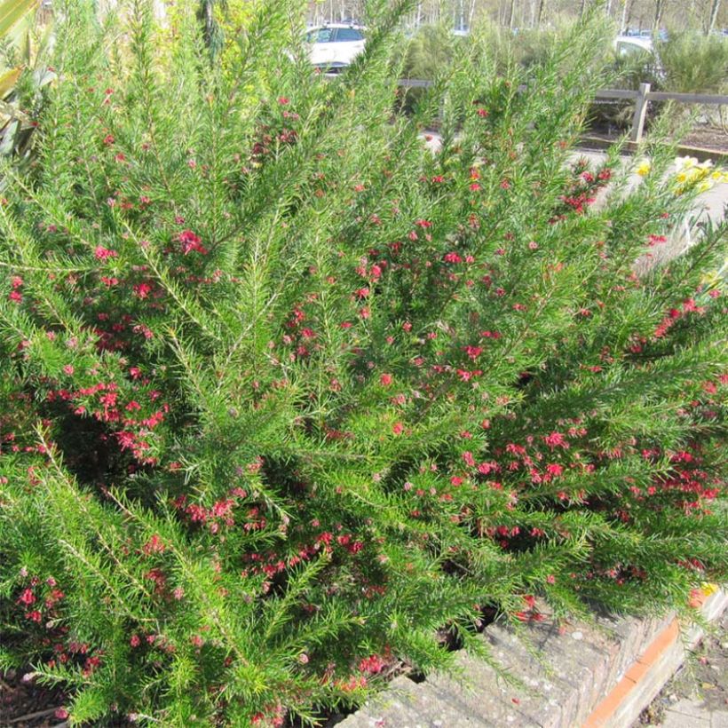 Grevillea Canberra Gem (Flowering)