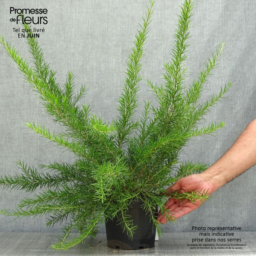 Grevillea Canberra Gem 2L/3L pot sample as delivered in summer