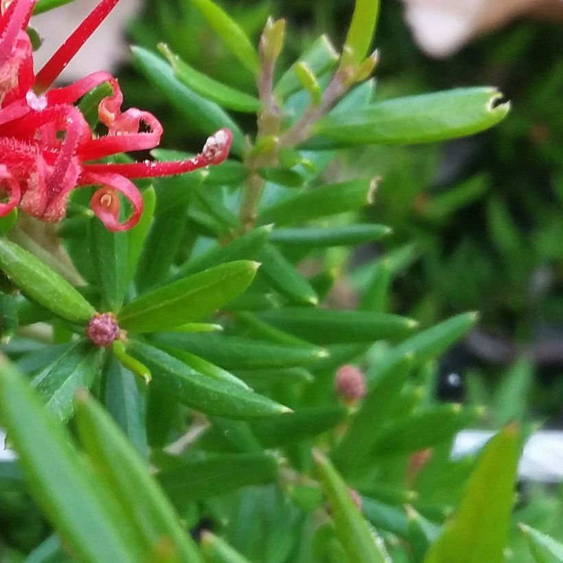 Grevillea New Blood (Foliage)