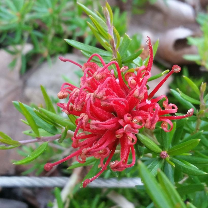 Grevillea New Blood (Flowering)