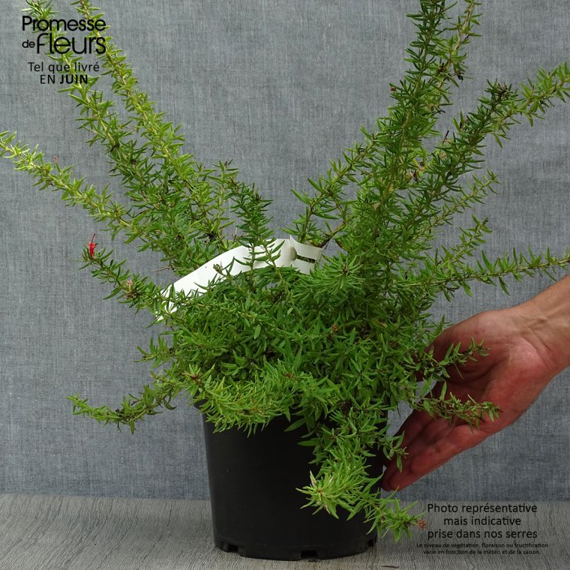 Grevillea New Blood 2L/3L pot sample as delivered in summer