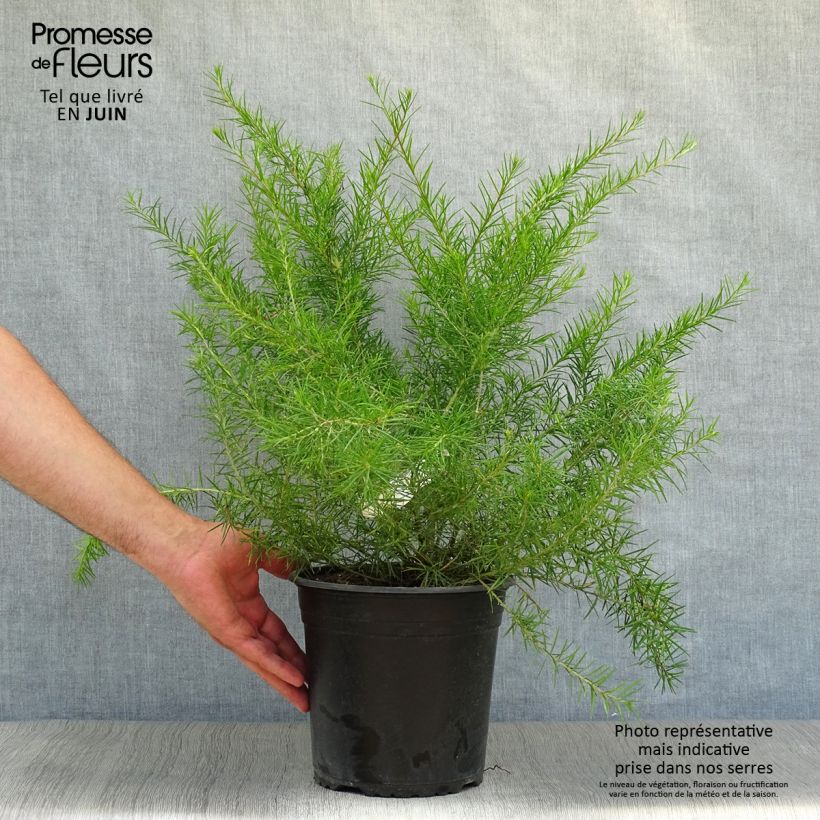 Grevillea juniperina 2L/3L pot sample as delivered in summer