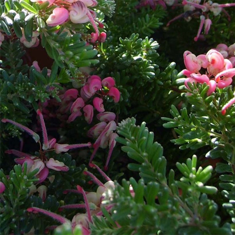 Grevillea lanigera Mount Tamboritha (Foliage)