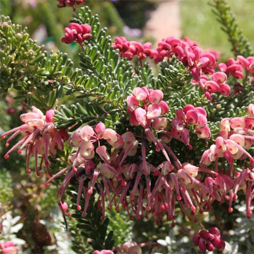 Grevillea lanigera Mount Tamboritha (Flowering)
