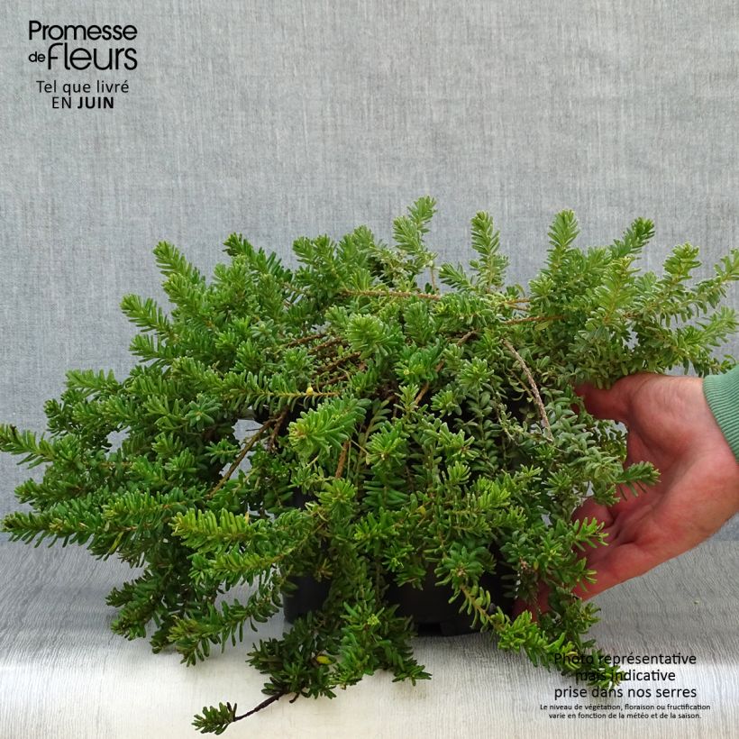 Grevillea lanigera Mount Tamboritha 2L/3L pot sample as delivered in summer