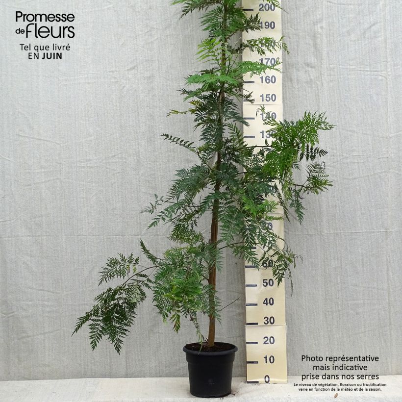 Grevillea robusta 7.5L/10L pot sample as delivered in summer