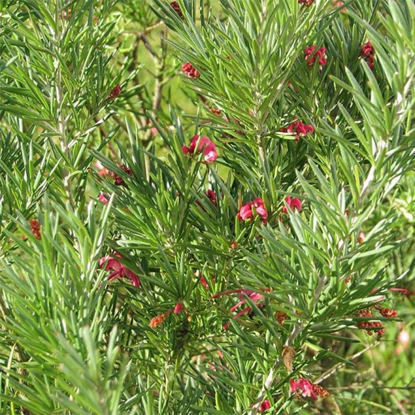 Grevillea rosmarinifolia (Foliage)