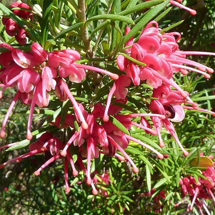 Grevillea rosmarinifolia (Flowering)
