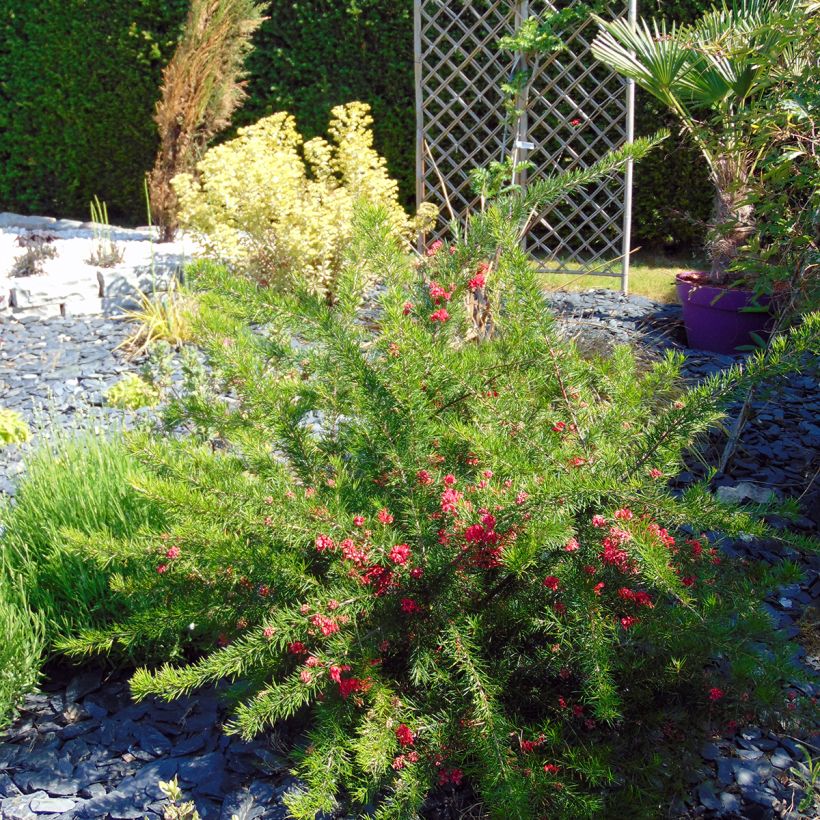 Grevillea rosmarinifolia (Plant habit)