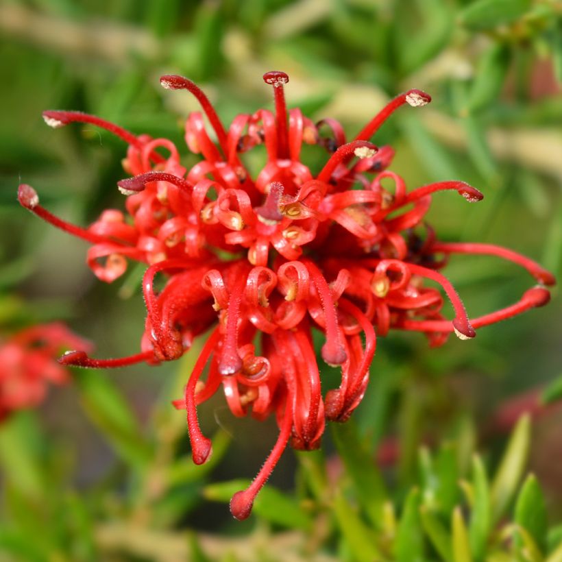 Grevillea Clearview David (Flowering)