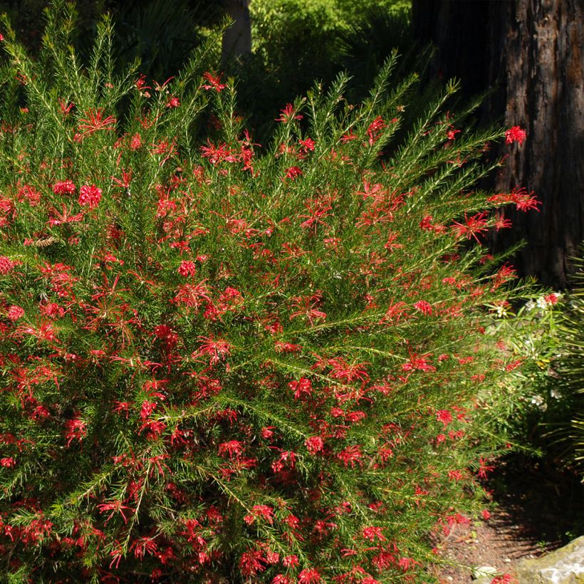 Grevillea Clearview David (Plant habit)