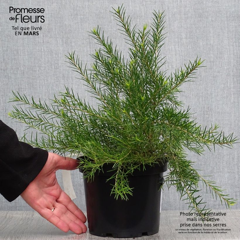 Grevillea rosmarinifolia 2L/3L pot sample as delivered in spring