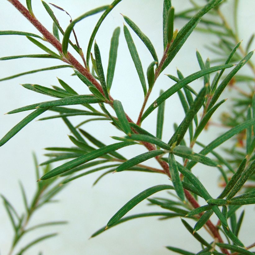 Grevillea rosmarinifolia Rosa Jenkinsii (Foliage)