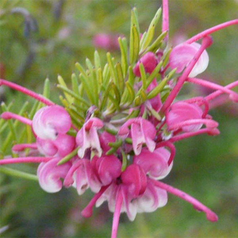 Grevillea rosmarinifolia Rosa Jenkinsii (Flowering)