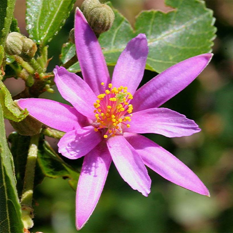 Grewia occidentalis (Flowering)