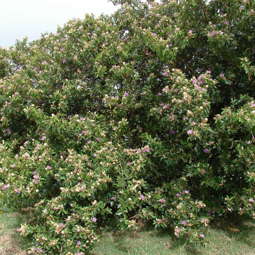 Grewia occidentalis (Plant habit)