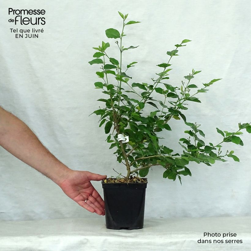 Grewia occidentalis 3L/4L pot sample as delivered in summer
