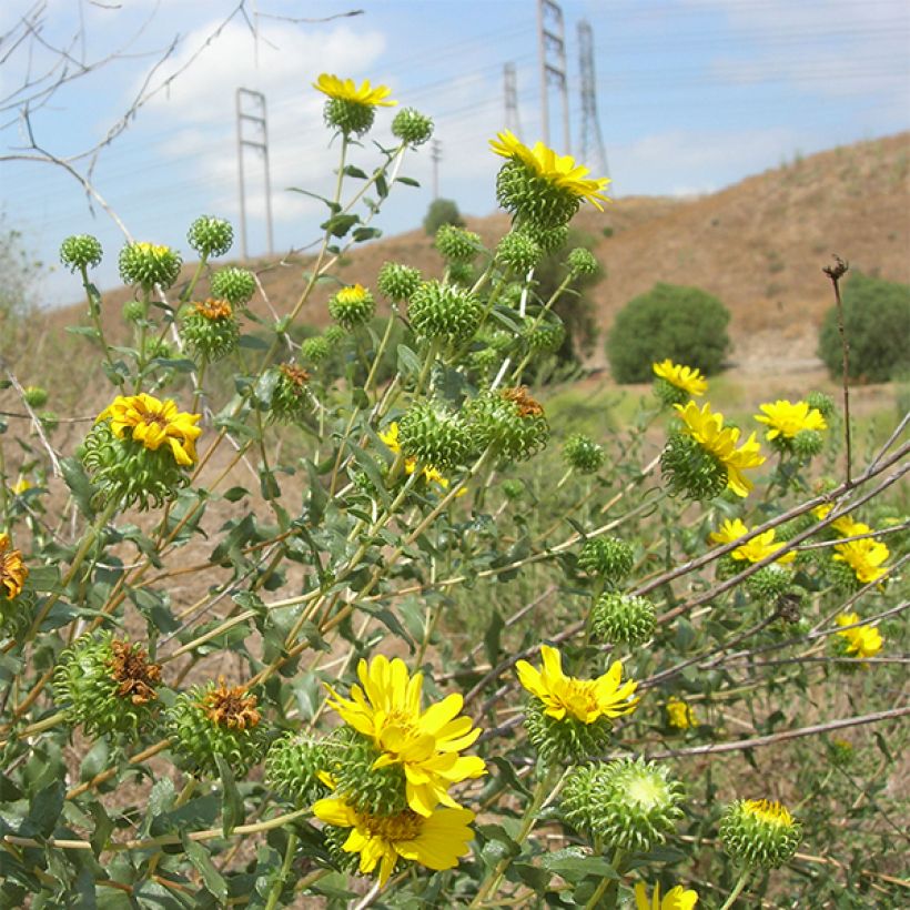 Grindelia camporum (Flowering)