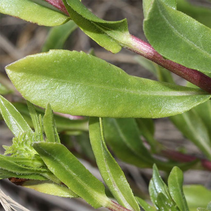 Grindelia integrifolia (Foliage)