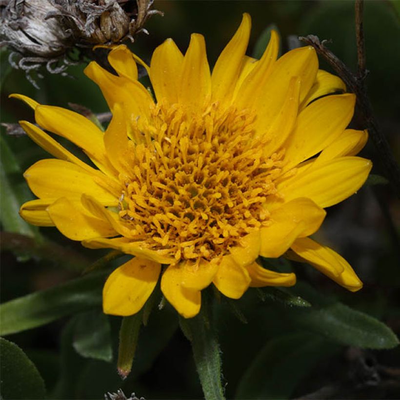 Grindelia integrifolia (Flowering)