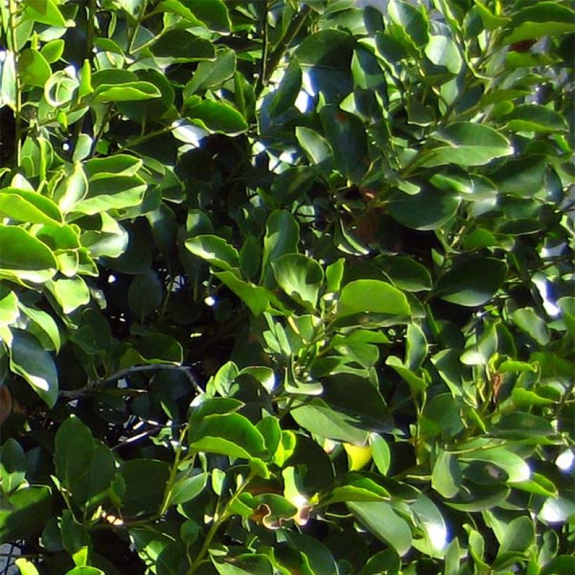 New Zealand broadleaf - Griselinia littoralis (Foliage)