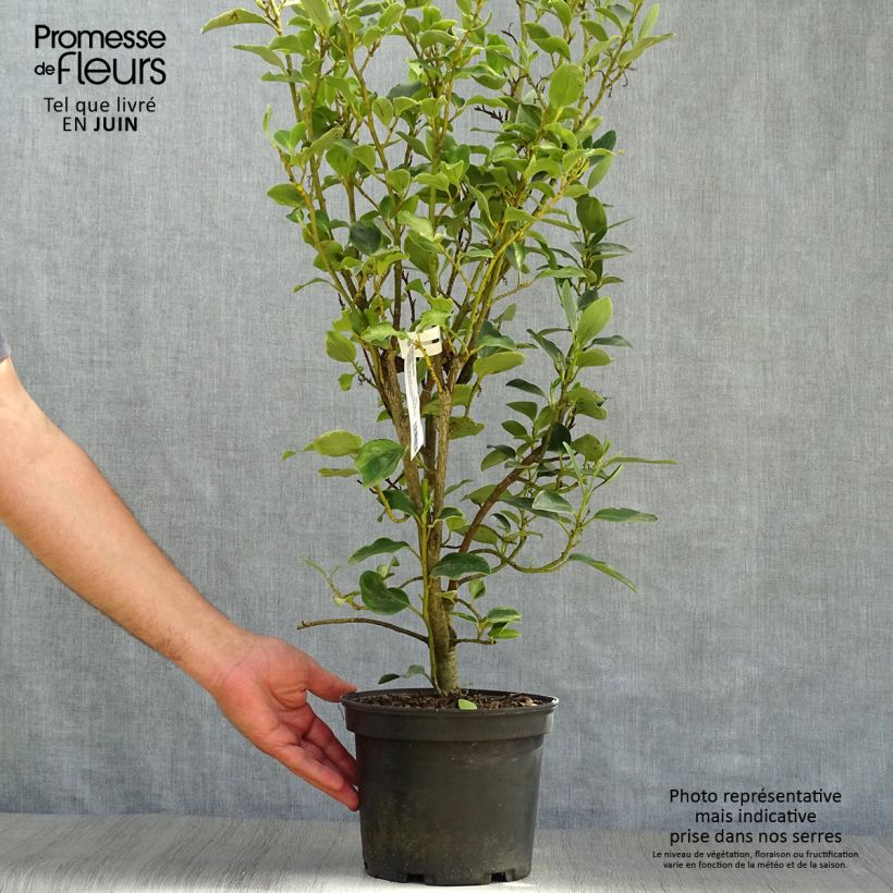 Griselinia littoralis Bantry Bay - Griselinie du littoral  Pot de 3L/4L sample as delivered in summer