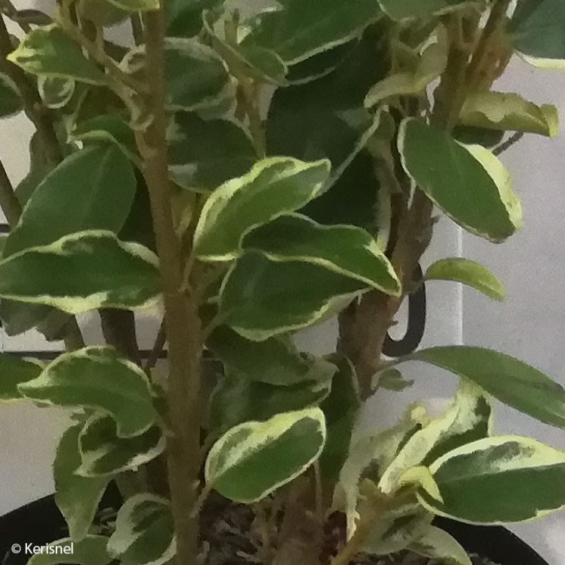 Griselinia littoralis Bantry Bay (Foliage)