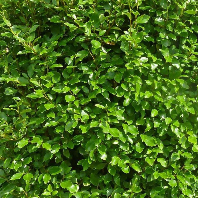 Griselinia littoralis Green Horizon (Foliage)