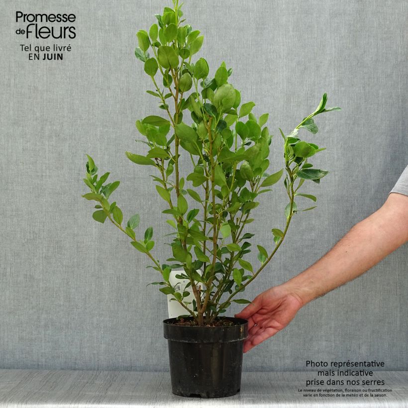 Griselinia littoralis Green Horizon 2L/3L pot sample as delivered in summer