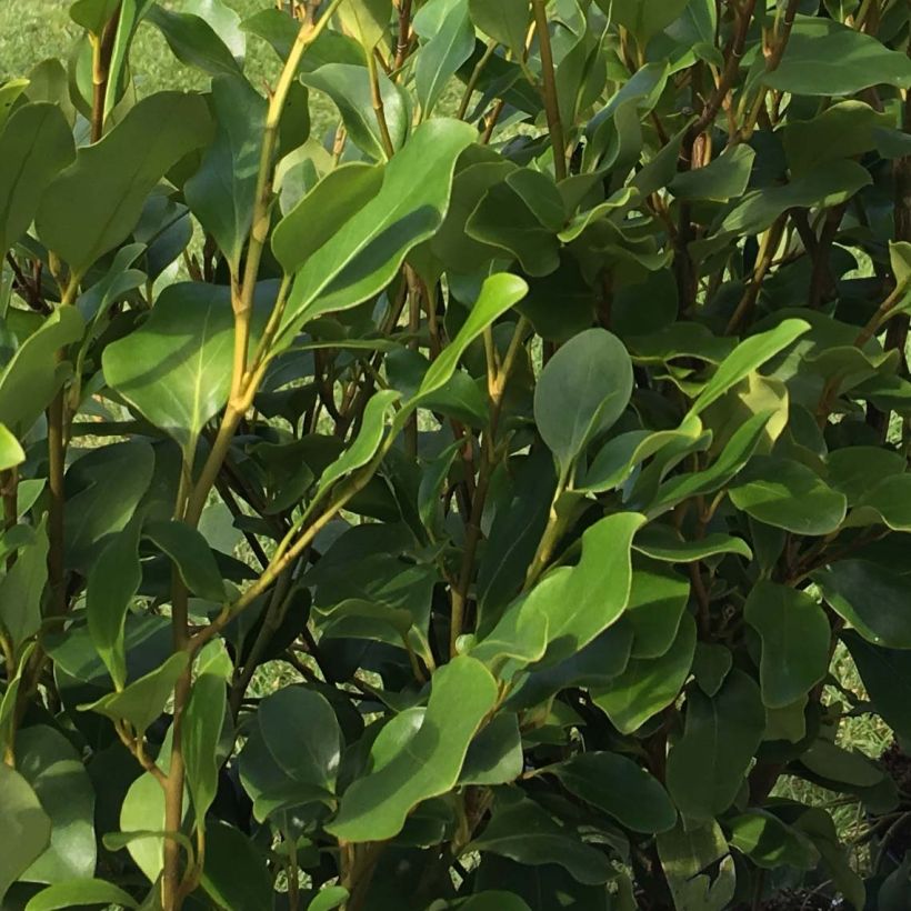 Griselinia littoralis Redge (Foliage)