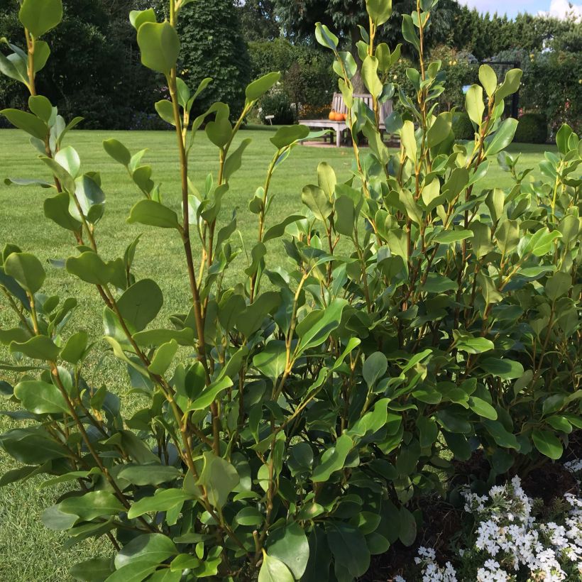 Griselinia littoralis Redge (Plant habit)